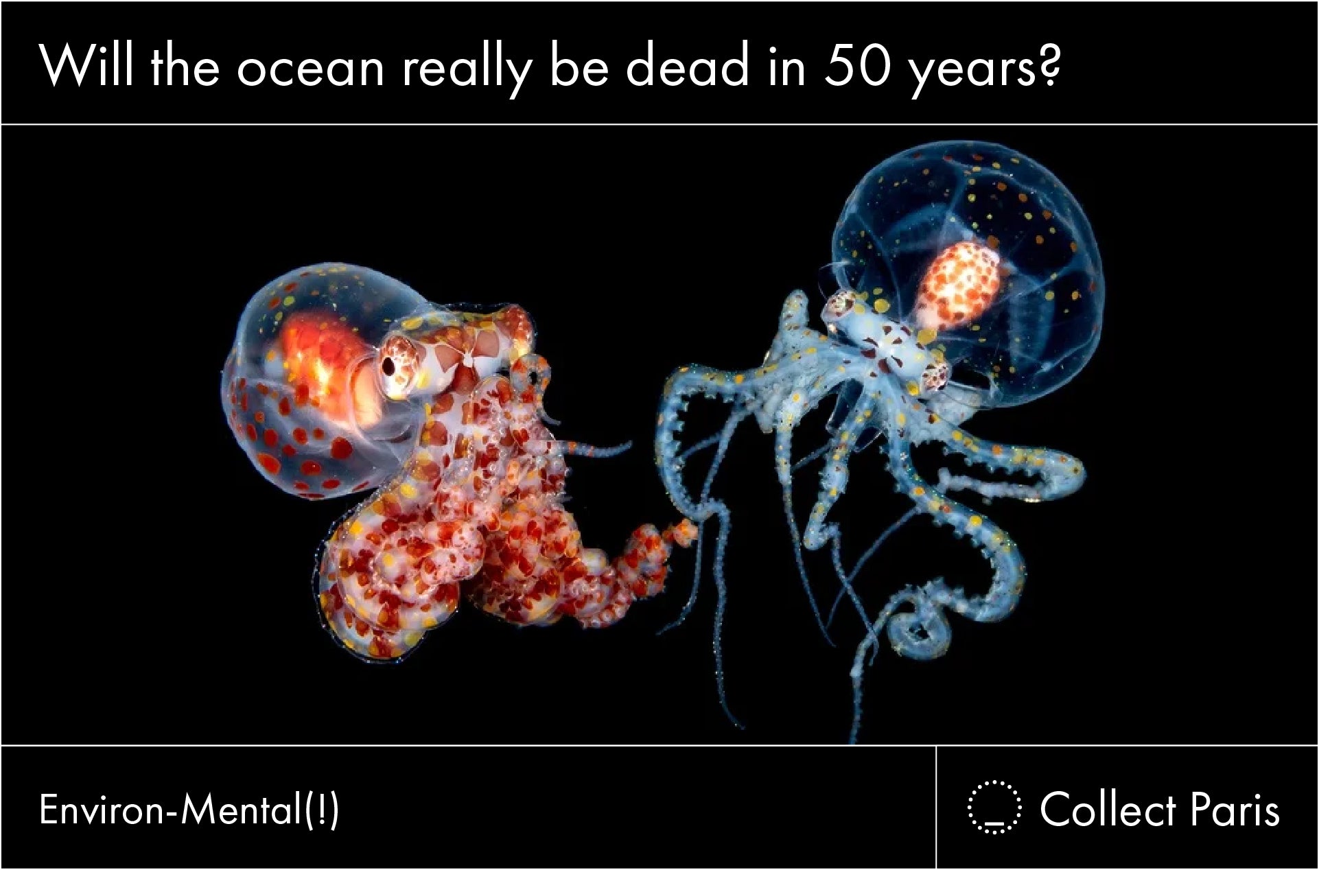 http://www.collectparis.com/cdn/shop/articles/Will_the_ocean_really_be_dead_in_50_years.jpg?v=1693384041